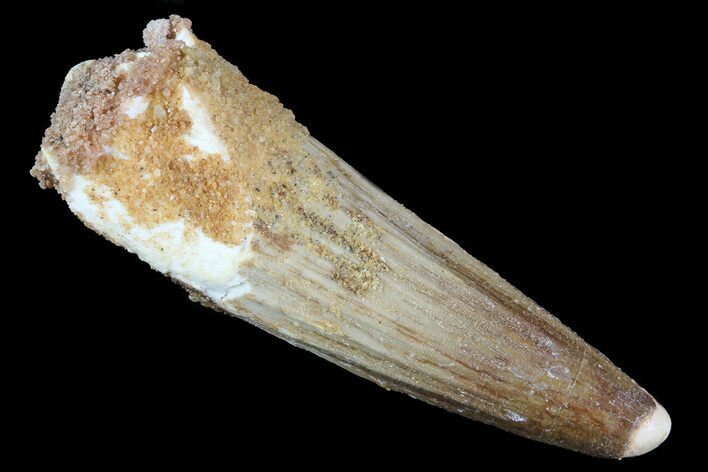 Spinosaurus Tooth - Real Dinosaur Tooth #81067